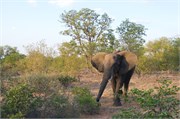 67_Elephants-Giraffes-Rhinos