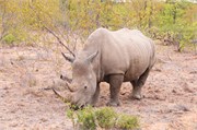 6_Elephants-Giraffes-Rhinos