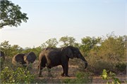 73_Elephants-Giraffes-Rhinos