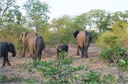 76_Elephants-Giraffes-Rhinos