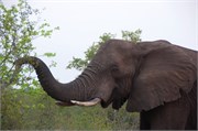 78_Elephants-Giraffes-Rhinos