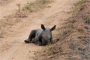 7_Elephants-Giraffes-Rhinos