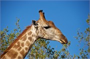 80_Elephants-Giraffes-Rhinos