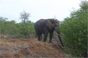 82_Elephants-Giraffes-Rhinos