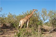 83_Elephants-Giraffes-Rhinos