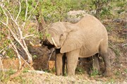 84_Elephants-Giraffes-Rhinos
