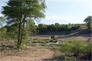 85_Elephants-Giraffes-Rhinos