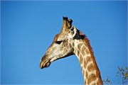 87_Elephants-Giraffes-Rhinos