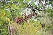 91_Elephants-Giraffes-Rhinos