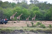 93_Elephants-Giraffes-Rhinos
