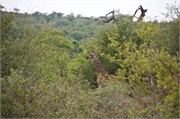 97_Elephants-Giraffes-Rhinos