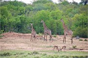 98_Elephants-Giraffes-Rhinos