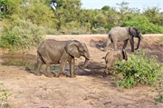 99_Elephants-Giraffes-Rhinos