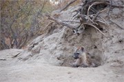 100_Animals