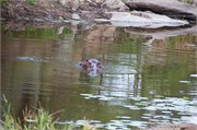 105_Animals