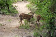 107_Animals