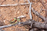 109_Animals