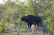 112_Animals