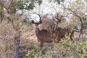 117_Animals
