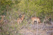119_Animals