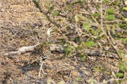 120_Animals