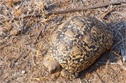 122_Animals