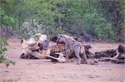 125_Animals
