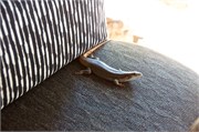 126_Animals
