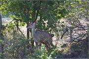 128_Animals