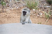 133_Animals