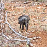138_Animals