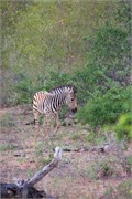 13_Animals