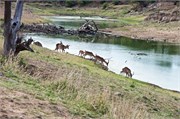 141_Animals