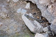 142_Animals