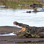 17_Animals