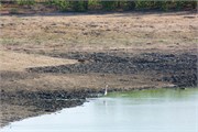 23_Animals