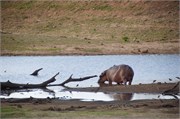 24_Animals