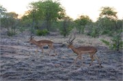 28_Animals
