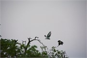 30_Animals
