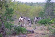 31_Animals