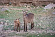 34_Animals