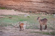 38_Animals