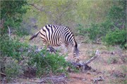 39_Animals