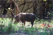 3_Animals