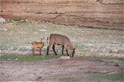 40_Animals