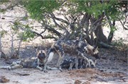 55_Animals
