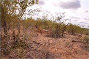 56_Animals