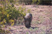 58_Animals