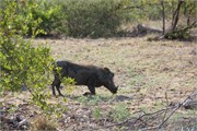 60_Animals
