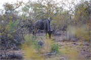 61_Animals